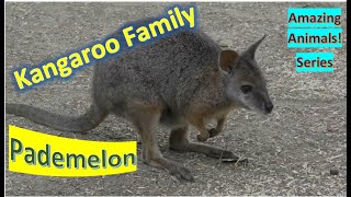 Pademelon facts 🦘small marsupials 🦘 ambulate by hopping 🦘 kangaroo family [upl. by Alioz130]