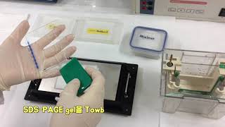 Electrotransfer for Western blot by ATTO [upl. by Cerveny]