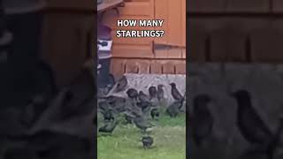 HOW MANY STARLINGS CAN YOU SEE 🤔😂😂 ABAdventuresYT [upl. by Ecinad558]