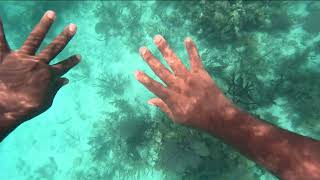 Snorkeling in Belize Day 5 Part 3 continuation [upl. by Shank910]