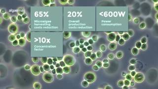 ALGAEMAX Efficient Microalgae Harvesting [upl. by Ulane]