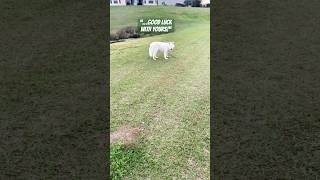 Good Luck With Your Human joke funny husky shorts work trending viralvideo youtube short [upl. by Ardnwahsal559]