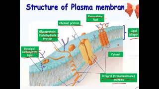 Plasma membrane Lilac2197 [upl. by Barbarese]