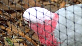 The Galah is a Crazy Bird [upl. by Saref]