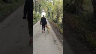 Entspannter HerbstSpaziergang mit Broholmer Ary broholmer hundetraining [upl. by Bar]