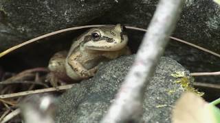 The Chorus Frogs Youth [upl. by Aicercal]