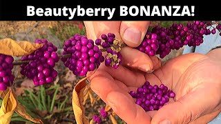 Beautyberry grow and eat a SPECTACULAR berry [upl. by Violet]