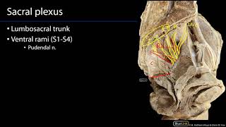 Sacral Plexus and Pudendal Nerve M1 Perineum SDV [upl. by Allsopp295]