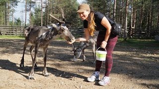 REINDEER HIGH FIVE  FINLAND [upl. by Zins122]