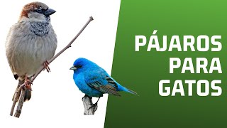 Pájaros para Gatos  Televisión para Gatos [upl. by Luckin]