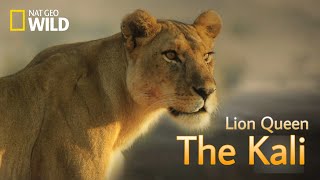 The Kali  Lion Queen  Lion pride new Documentary 2022   Nat Geo wild [upl. by Chastity]