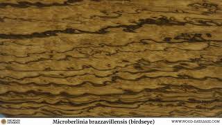 Zebrawood Microberlinia brazzavillensis [upl. by Anilag]