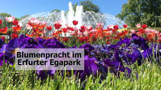 Blumenpracht im EgaPark Erfurt [upl. by Nedyaj]