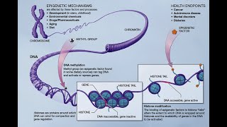 Acetylation and Methylation [upl. by Canute]