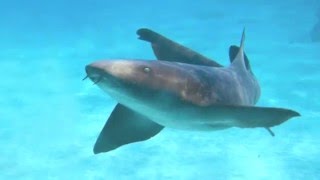 Nurse Shark  Ginglymostoma cirratum [upl. by Charron]