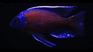 Copadichromis Borleyi Kadango Courtship and Spawn 1080 HD [upl. by Yendirb]