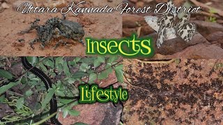 Insects Collection Wildforest UTTARA KANNADA FOREST DISTRICT [upl. by Trilbi]