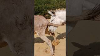 donkey animals gameplay krishna jaishreeram youtubeshorts [upl. by Ainesej]