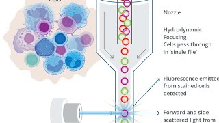 Flow Cytometry [upl. by Linden524]