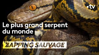 Le plus grand serpent du monde  ZAPPING SAUVAGE [upl. by Belsky310]