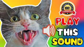 Cat sounds to scare mice away ⭐ Rats will go away 🐁 cat sound effect [upl. by Hagerman721]