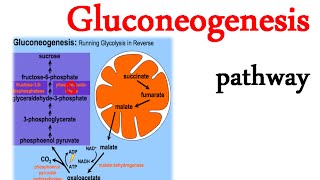 Gluconeogenesis pathway [upl. by Meghan]