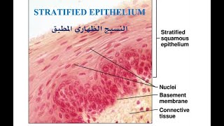 STRATIFIED EPITHELIUM [upl. by Pretrice]