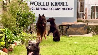 German shepherd dog kennel in India [upl. by Ewald]