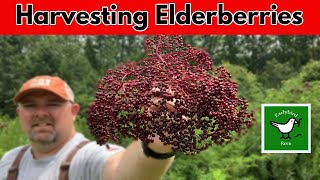 What Do Elderberries look like  Harvesting Elderberries [upl. by Atiuqaj601]