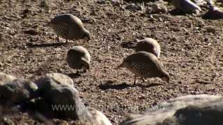 Chukor Partridges in Ladakh [upl. by Verneuil]