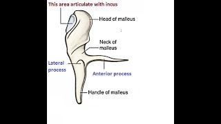 Malleus the tiny bone of ear [upl. by Nhguavaj]