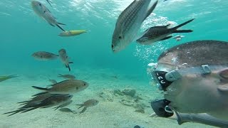 Diving in Crete  Agios Nikolaos [upl. by Hpeosj]