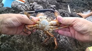 A caccia di granchi felloni favolli pelosi tra gli scogli Crab hunting [upl. by Ycnan]