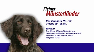 Meister PETz TV  Kleiner Münsterländer [upl. by Pomfret]