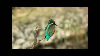 My latest vlog Nature fix Rspb rainham marshes [upl. by Hatcher]