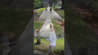 Dog walker petservices petcareservices doglover fyp shorts dog [upl. by Eceirahs353]