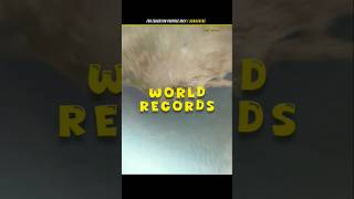 Ridiculous World Records  shorts FactsMine [upl. by Riane]