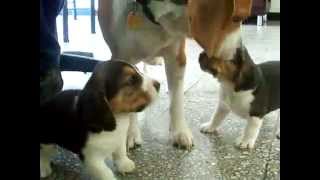 Dog mom ends beagle puppies fight [upl. by Aihpos]