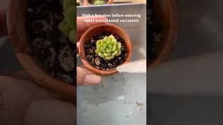 Succulent Care Watering Newly Transplanted 🌱Succulents Echeveria PlantCare [upl. by Truk]