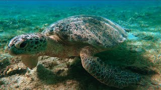 Hewan Penyu dapat hidup di laut dan di darat [upl. by Kutchins]