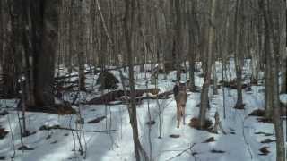 Trail Camera Wildlife Mysteries [upl. by Attenna]