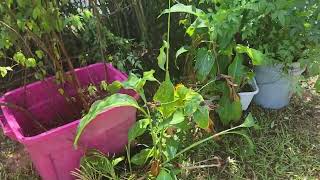 Ep 12 Southern Landscaping Secrets Azaleas Nandinas Canna Plants amp Sago Palms Guide [upl. by Sumner]