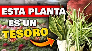 Si TIENES ESTAS PLANTAS cuídalas MUY BIEN  Son UN TESORO en CASA  Plantas de Interior Sombra [upl. by Yasmin]