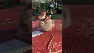 Welcome Squirrel To The Animal Orchard🩶 My Opal Agouti Lionhead Buck [upl. by Lydell]