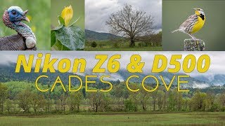 Nikon Z6 amp D500  Landscape amp Wildlife Photography at Cades Cove [upl. by Enej]