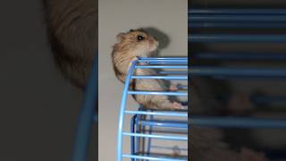 Hamster parkour dance [upl. by Masson]