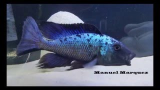 Fossorochromis Rostratus 1 [upl. by Berti]