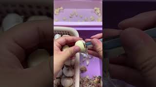 Peeling garlic food oddlysatisfying cooking [upl. by Yankee]