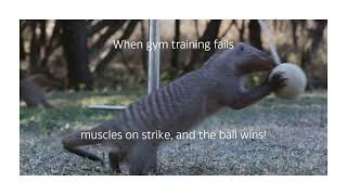 When gym training fails ytshorts animals lifestyle [upl. by Edmund20]