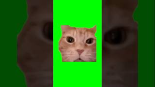 Funny cat green screen background shorts greenscreen [upl. by Pollak]